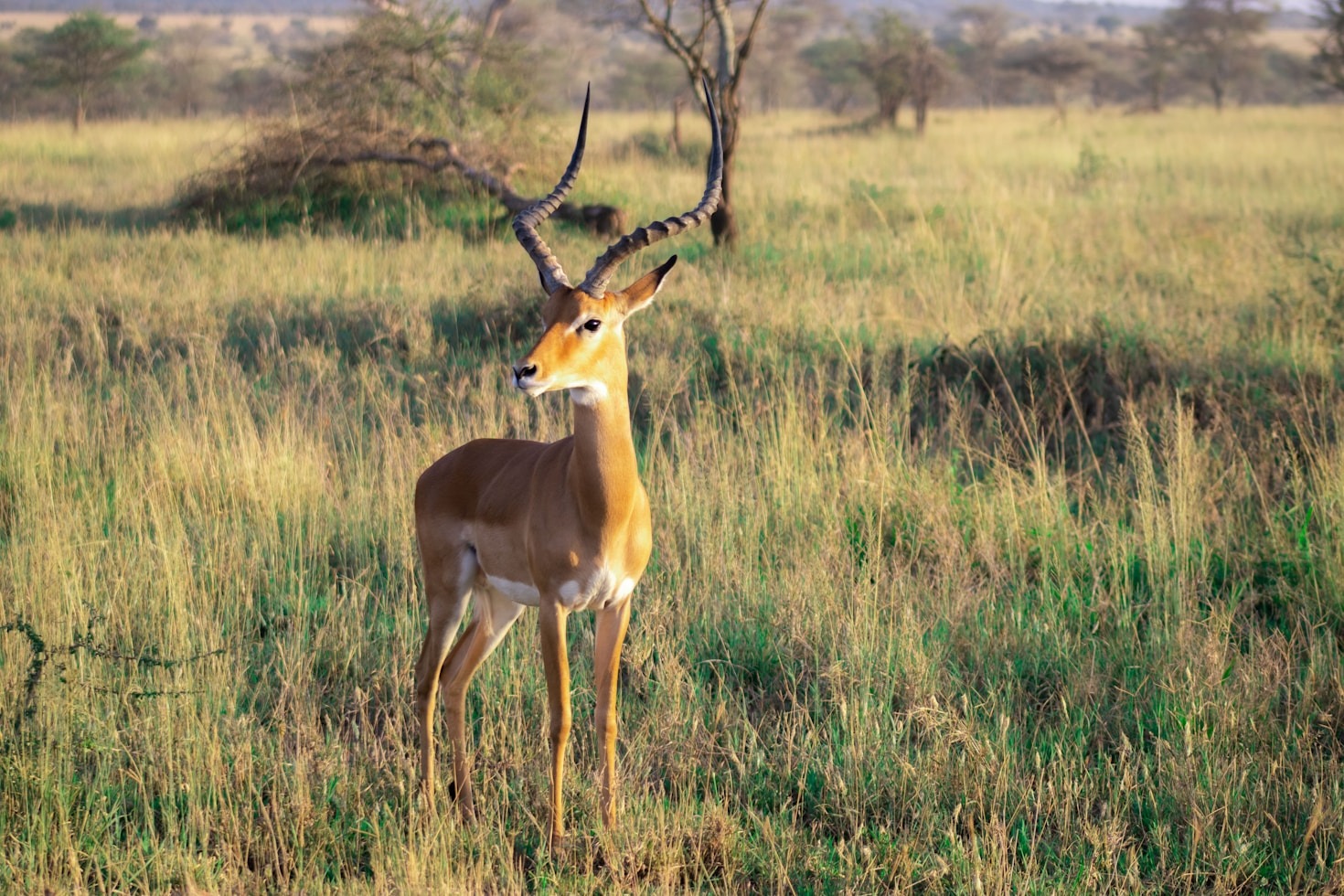 Advantages of Investing in African Tourism