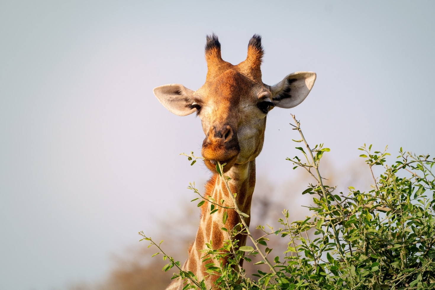 Fostering Global Collaboration Through African Trade
